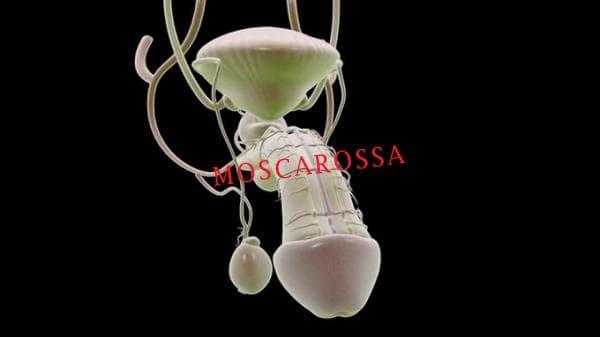 STIMOLAZIONE PROSTATICA TOP STIMOLAZIONE PROSTATICA TOP