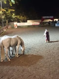 Cerco la compagnia di un trans